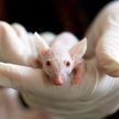Szwajcarzy zagłosują w sprawie testów na zwierzętach. Pierwsi na świecie mogą ich zakazać