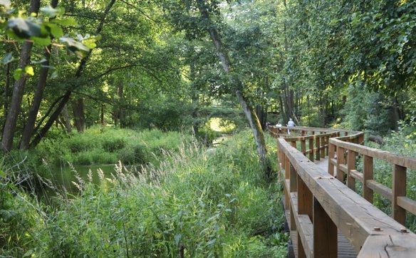 Ścieżka „Królewskie Źródła” będąca elementem programu edukacji leśnej Nadleśnictwa Kozienice