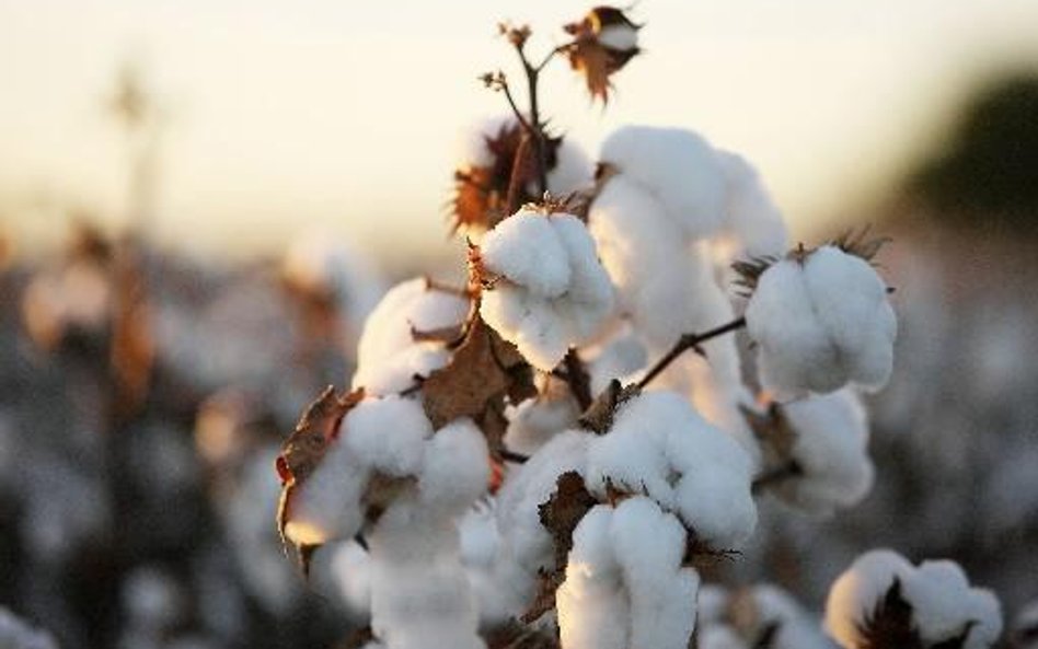Brakuje surowców więc są drogie