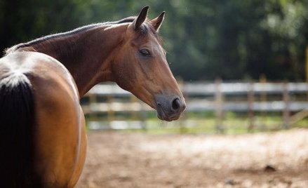Konie pomogą w walce z koronawirusem? Pobrano ich przeciwciała