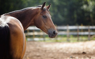 Konie pomogą w walce z koronawirusem? Pobrano ich przeciwciała