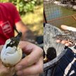 We francuskim parku wykluło się dziesięć krokodyli nilowych