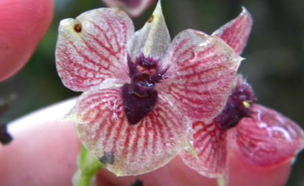 Telipogon diabolicus, czyli opisany przez polskich naukowców diabelski storczyk