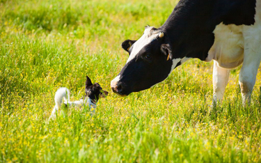 "Piątka dla zwierząt" - projekt nowelizacji ustawy o ochronie zwierząt skierowany do komisji rolnictwa