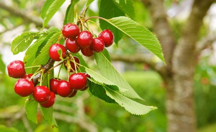 Kara dla wspólnoty mieszkaniowej za wycięcie czereśni na terenie zieleni - wyrok WSA