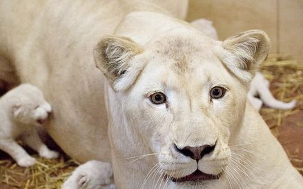 Lwica Azira z małymi lwiątkami w borysewskim ZOO Safari.