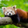 Zagrożona panda ruda uciekła z brytyjskiego zoo