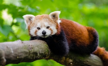 Zagrożona panda ruda uciekła z brytyjskiego zoo