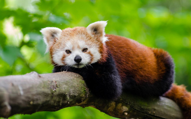 Zagrożona panda ruda uciekła z brytyjskiego zoo