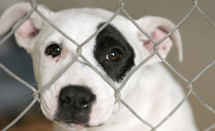 Nielegalny handel szczeniętami z Polski