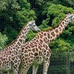 Żyrafy w warszawskim zoo - remont żyrafiarni