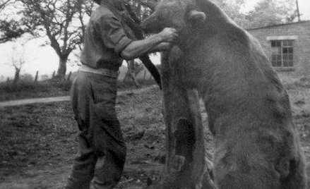 Niedźwiedź Wojtek pod Monte Cassino nosił amunicję na pozycje bojowe artylerii. Na zdjęciu z Francis