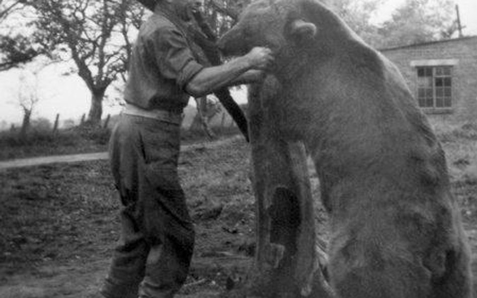 Niedźwiedź Wojtek pod Monte Cassino nosił amunicję na pozycje bojowe artylerii. Na zdjęciu z Francis