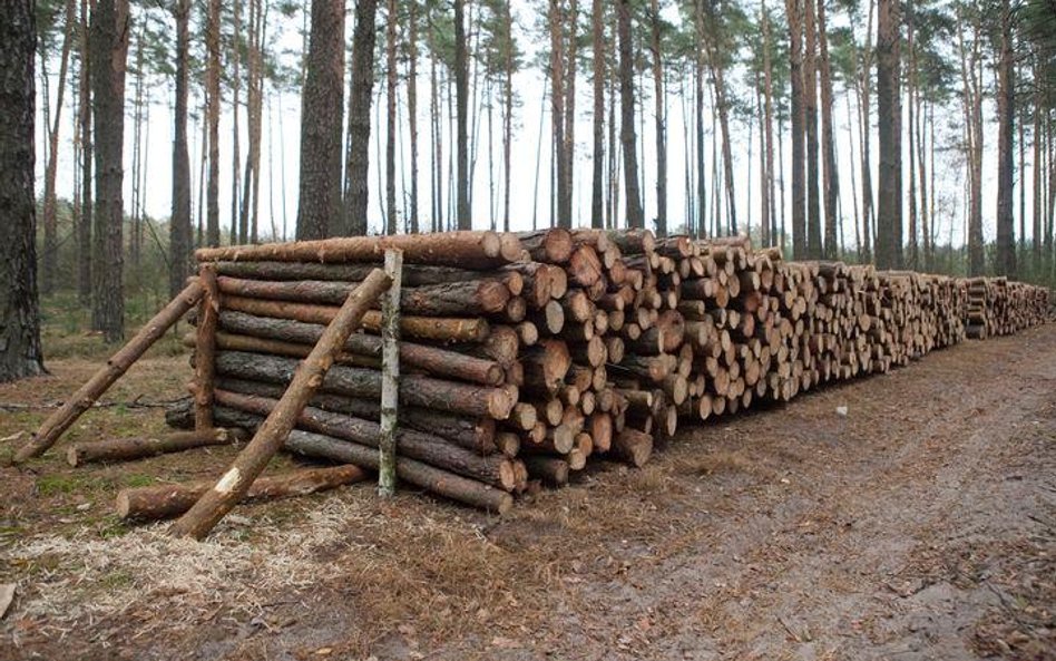 Lasy Państwowe nie unikną kary