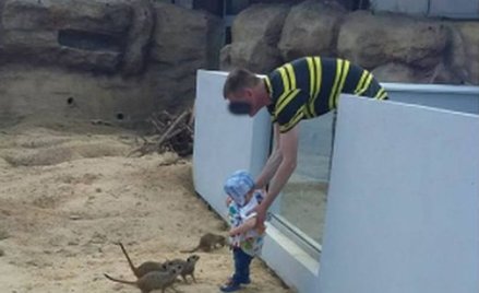 Zamojskie zoo opublikowało zdjęcie mężczyzny, który wsadził małe dziecko na wybieg dla surykatek