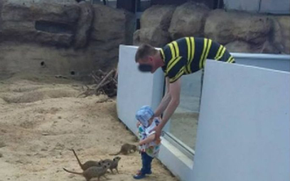 Zamojskie zoo opublikowało zdjęcie mężczyzny, który wsadził małe dziecko na wybieg dla surykatek