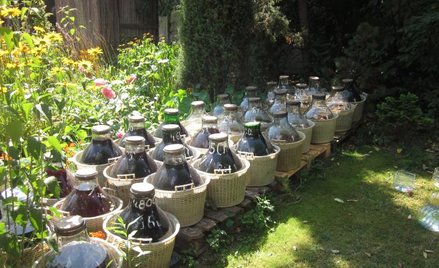 Na ministerialnej liście nalewek tradycyjnych są m.in.: nalewka wiśniowa zakroczymska, lipówka kórni