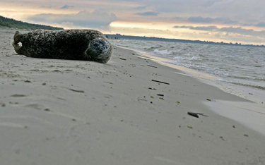 Oskalpowana foka wyrzucona na brzeg w Niechorzu