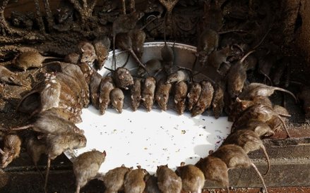 Świątynia Karni Maty