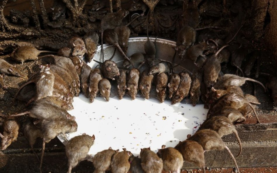 Świątynia Karni Maty