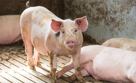 Brakuje wieprzowiny. Hodują świnie większe od niedźwiedzi