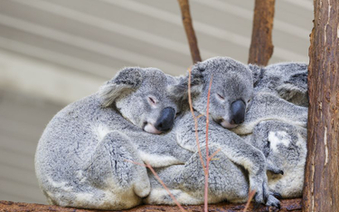 Setki misiów koala spłonęły w pożarze. "Narodowa tragedia"