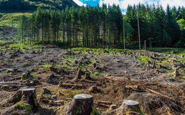 Zatrzymać wylesianie. 100 państw podpisze historyczne porozumienie
