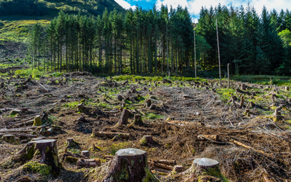 Zatrzymać wylesianie. 100 państw podpisze historyczne porozumienie