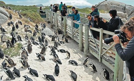 Pingwin przylądkowy. Włóczęga na plaży