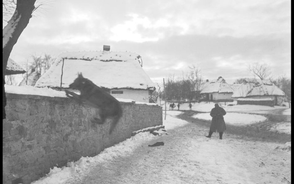 Skok psa sanitarnego, Burkanów [obecnie na Ukrainie], 25 grudnia 1915, fot. Gustav Brož