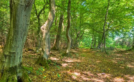 Aleksandra S. żądała 8 mln odszkodowania za 657 ha.