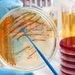 Najpotężniejszy antybiotyk świata dzięki AI