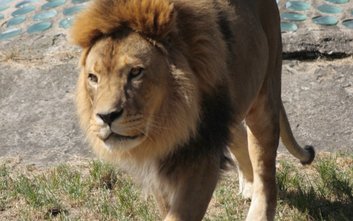 W związku z nadejściem sezonu jezienno-zimowego ceny biletów w stołecznym ogrodzie zoologicznym trad