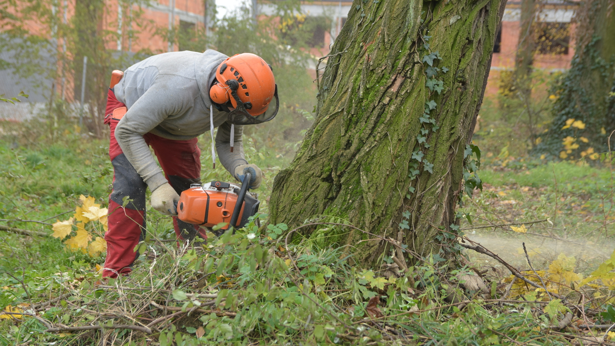 Wycinka drzew w 2023 roku – nowe zasady - rp.pl