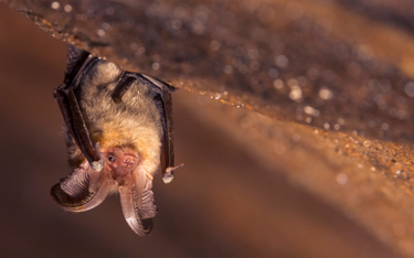 Nietoperze mają bardzo silny układ odpornościowy. Można się od nich wiele nauczyć