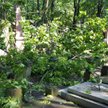 Warszawa: Cmentarz Powązkowski zniszczony po burzach