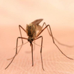 Malaria może wrócić do Polski