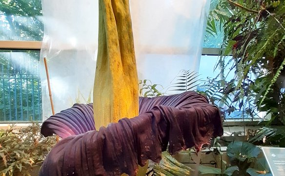 Dziwidło olbrzymie zakwitło po raz pierwszy w szklarni Ogrodu Botanicznego UW w roku 2021.