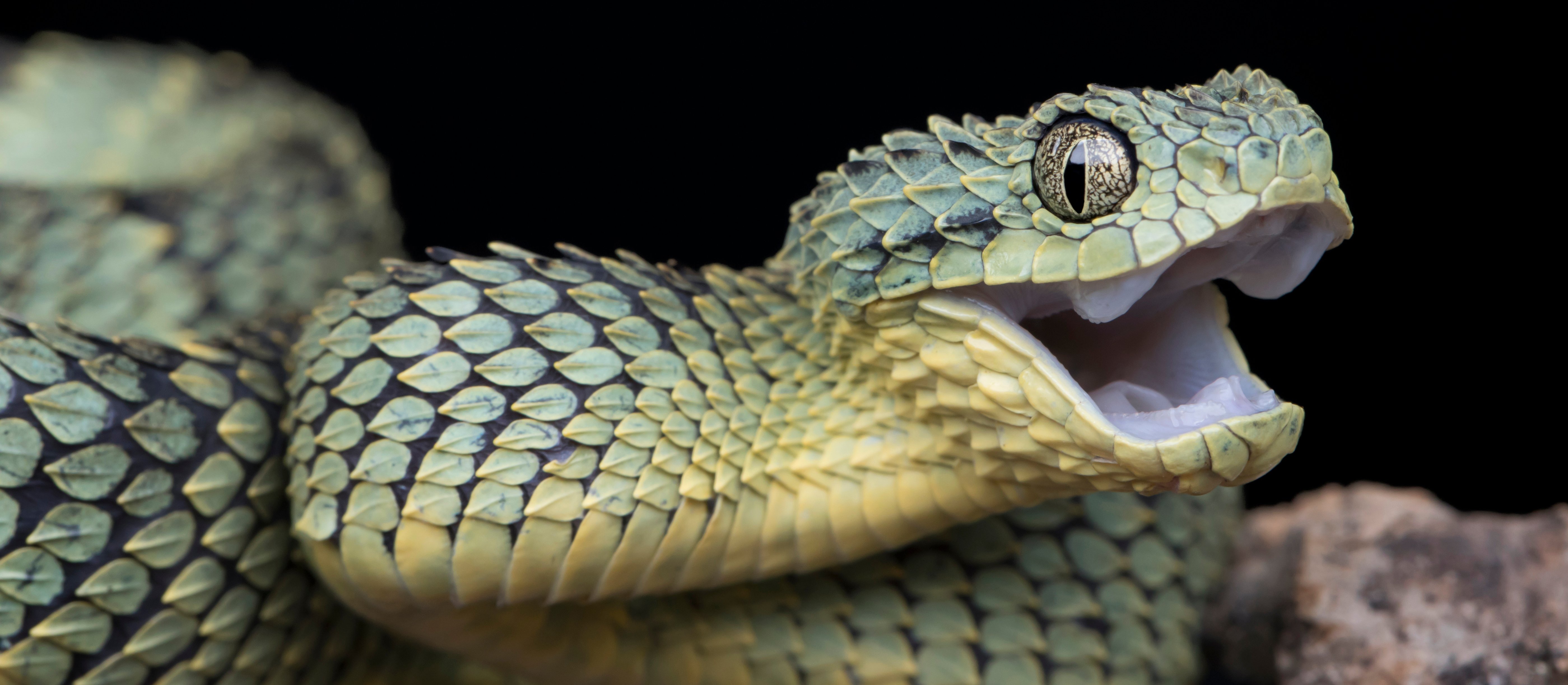 Skąd się bierze niechęć do węży? Naukowcy znaleźli prawdopodobną odpowiedź w przedszkolu