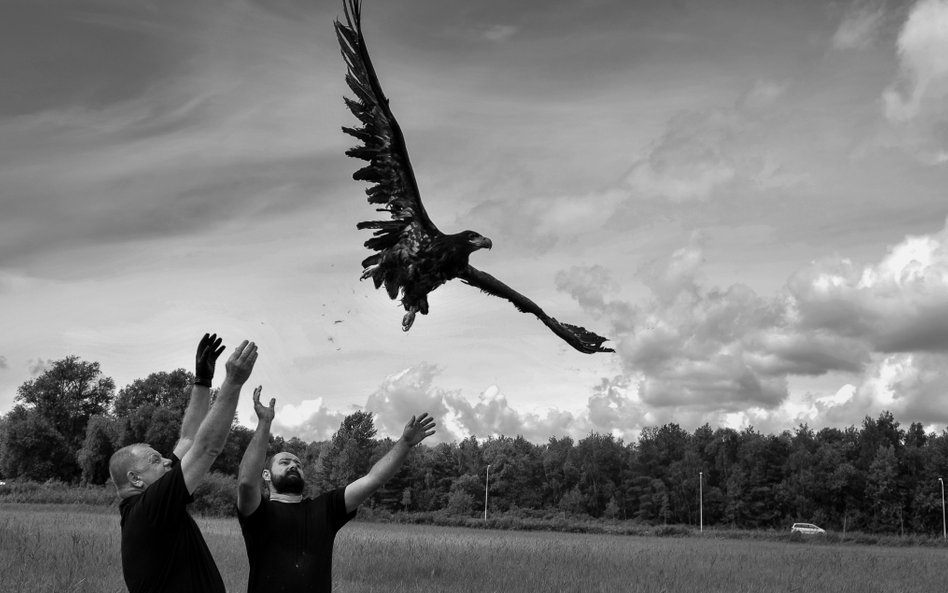 Nieopodal rezerwatu przyrody Karsiborskie Paprocie fotograf Krzysztof Chomicz uratował bielika, któr