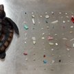 Znaleziono martwego żółwia. W jelitach 104 kawałki plastiku