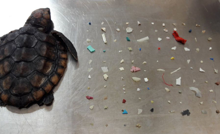 Znaleziono martwego żółwia. W jelitach 104 kawałki plastiku