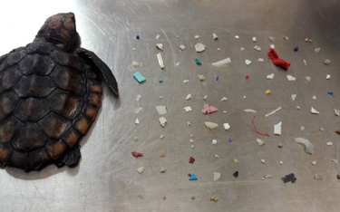 Znaleziono martwego żółwia. W jelitach 104 kawałki plastiku
