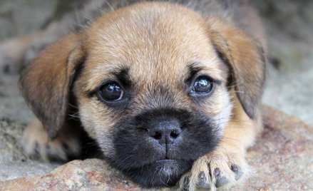 Hotel dla zwierząt to nie schronisko