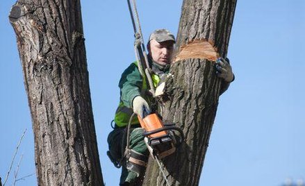 Ile zapłacisz za wycięcie drzew na swojej działce