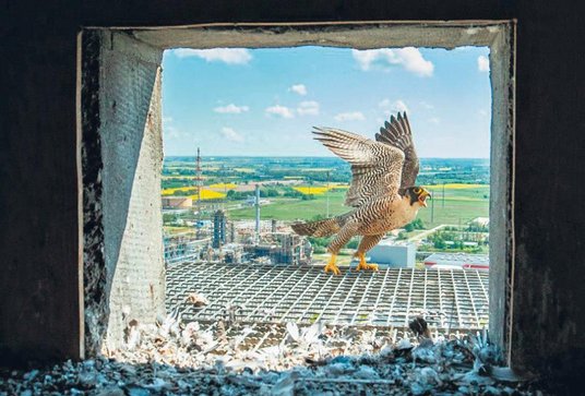 Grupa ORLEN jest m.in. partnerem wspierania odbudowy populacji sokoła wędrownego w Polsce. Stanowisk