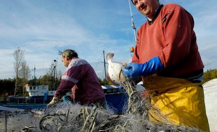 Przepisy o ochronie organizmów morskich, by nie przetrzebiono ryb w Bałtyku