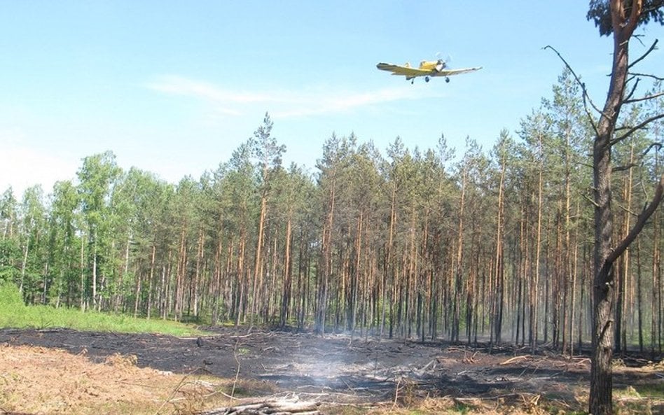 Złapano seryjnego podpalacza lasów. To strażak