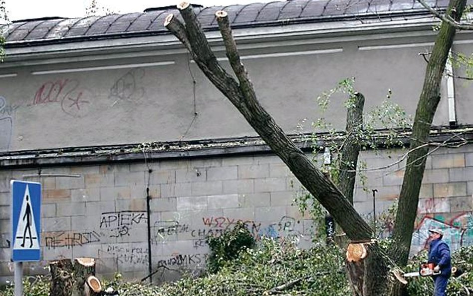 Nowe przepisy zmniejszają też kary za zniszczenie lub usunięcie drzew