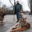 Tygrysy wyprowadzane na smyczy całkowicie znikną z polskich ulic